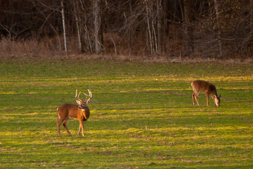 white-tailed deer grazing