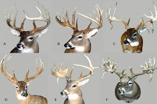 growth of antlers