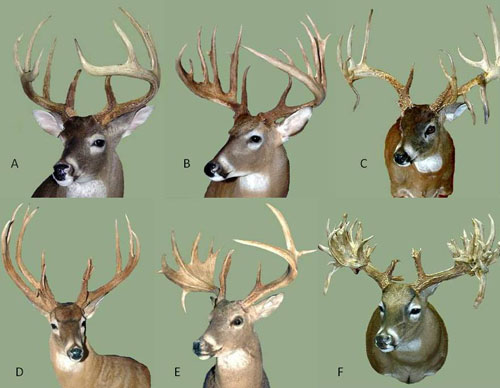 deer antler stages