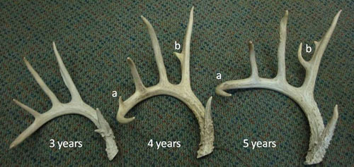 Antler Growth Cycle, Deer Ecology & Management Lab