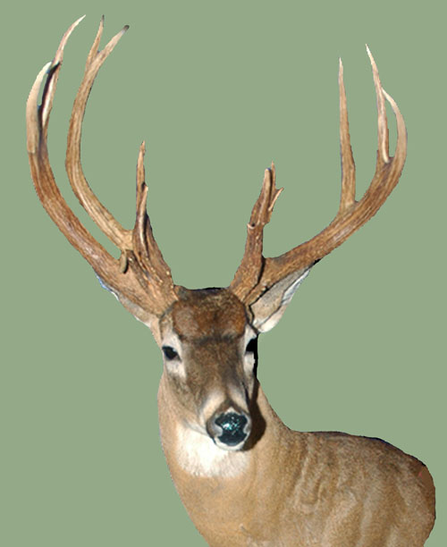 Antler Abnormalities, Deer Ecology & Management Lab