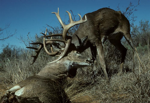 Does Hunting Make Animals Evolve Smaller Antlers and Horns