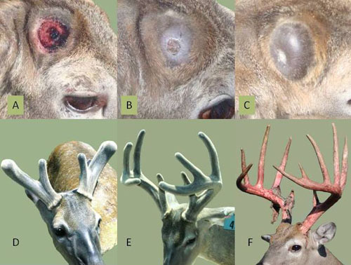 Sampling technique for adult deer antlers: the antler bone was cut at