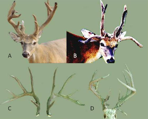 whitetail deer antler diagram
