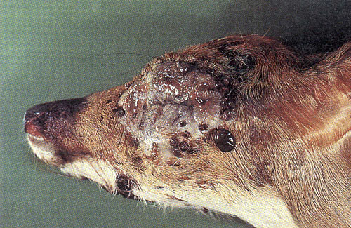 Diseases and Parasites | Deer Ecology & Management Lab | Mississippi