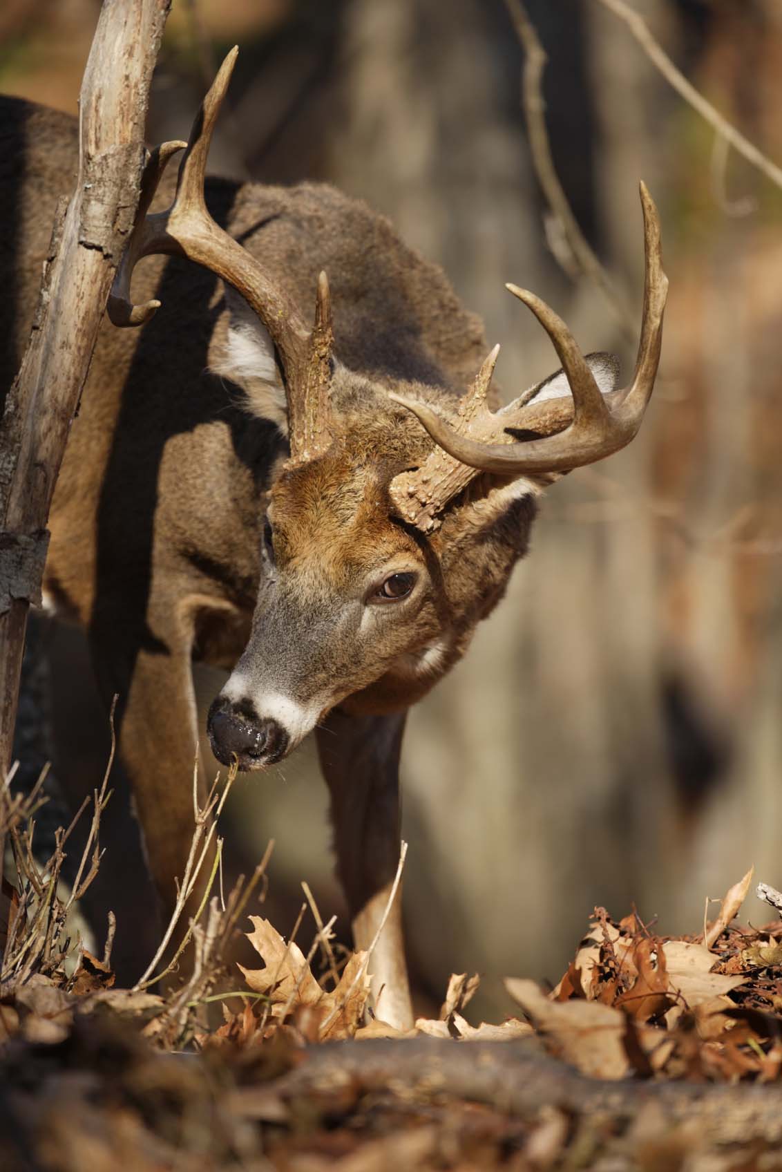 Why bucks shed their antlers  Mississippi State University